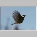 Parus major - Kohlmeise 12.jpg